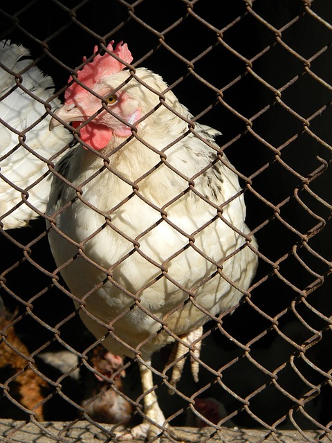 次直接交锋 次直接交锋