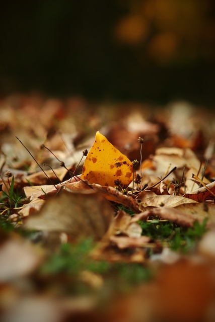忽视的胜利 忽视的胜利