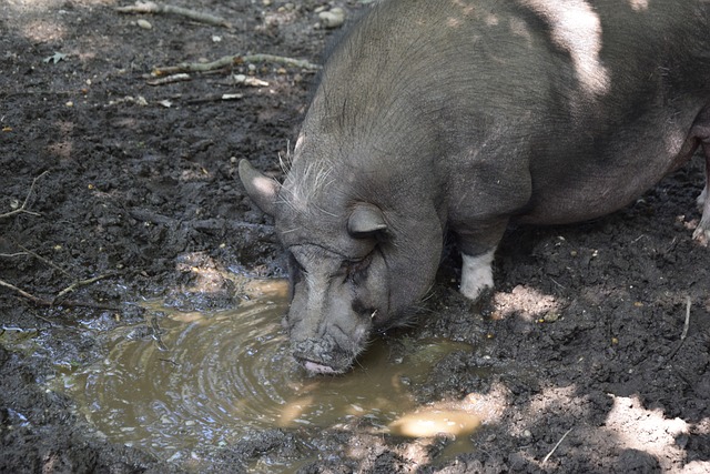 美国宪法第 美国宪法第